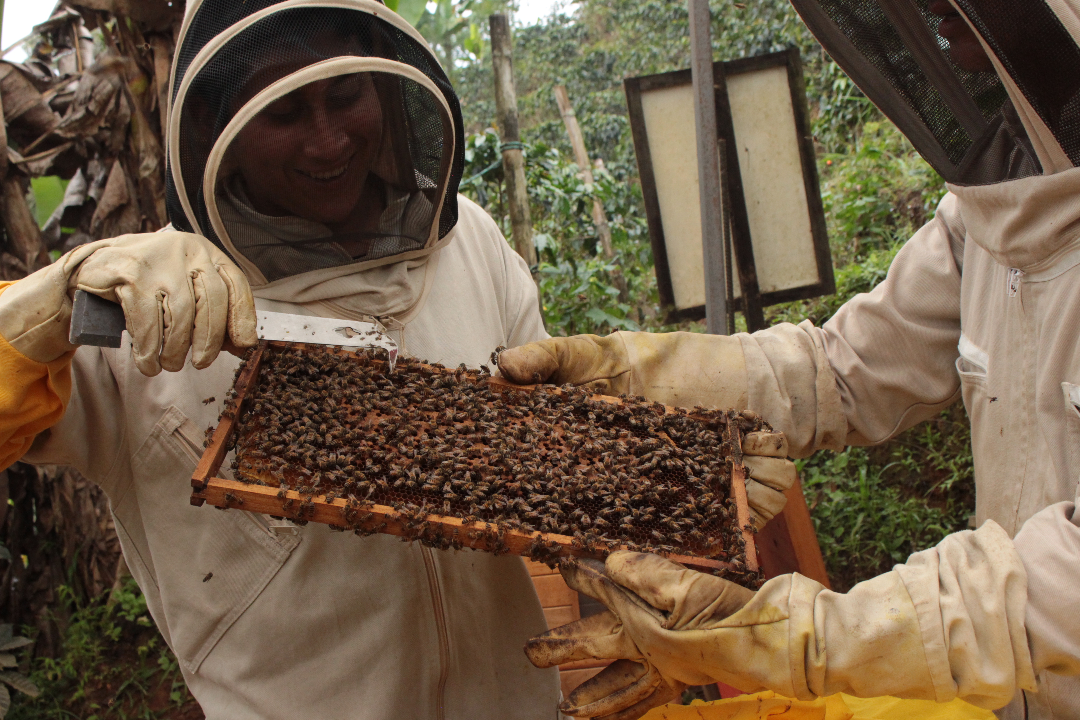 Se calcula que alrededor de 25.000 especies de plantas dependen de una abeja que transporte el polen para su fecundación.