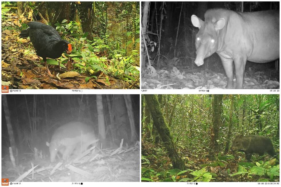 30 especies de fauna se dejan ver en el Parque Nacional Natural Río Puré gracias a cámaras trampa