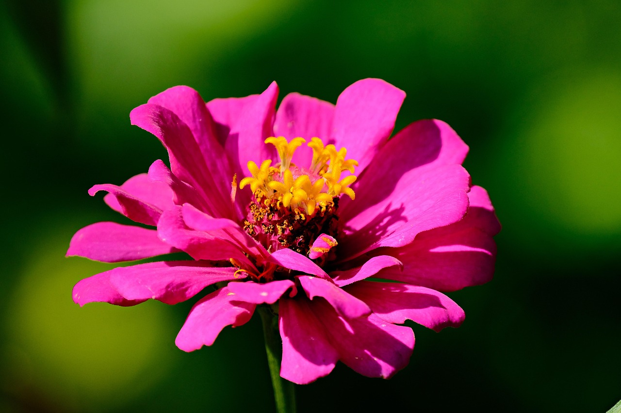 Rosa mística: cuidados esenciales para un jardín lleno de flores
