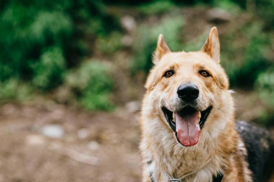 ¿Clonar a su perro por 80 mil euros?