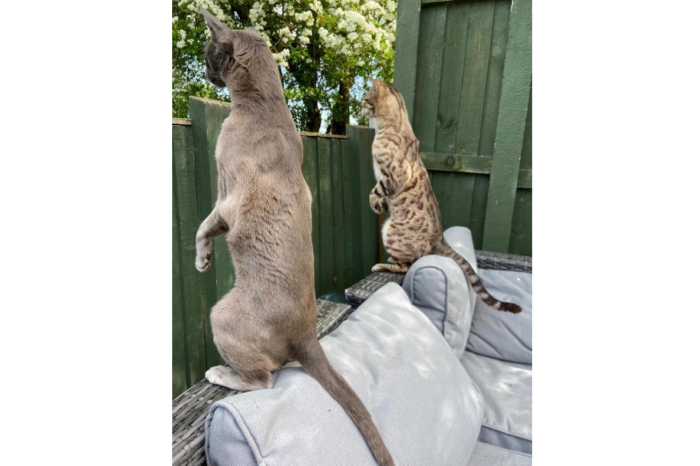 “Vecinos entrometidos”, fotografía tomada por Emma Beardsmore. Bluebell, un tonquinés, y Simba, un bengalí, aman espiar a los vecinos.