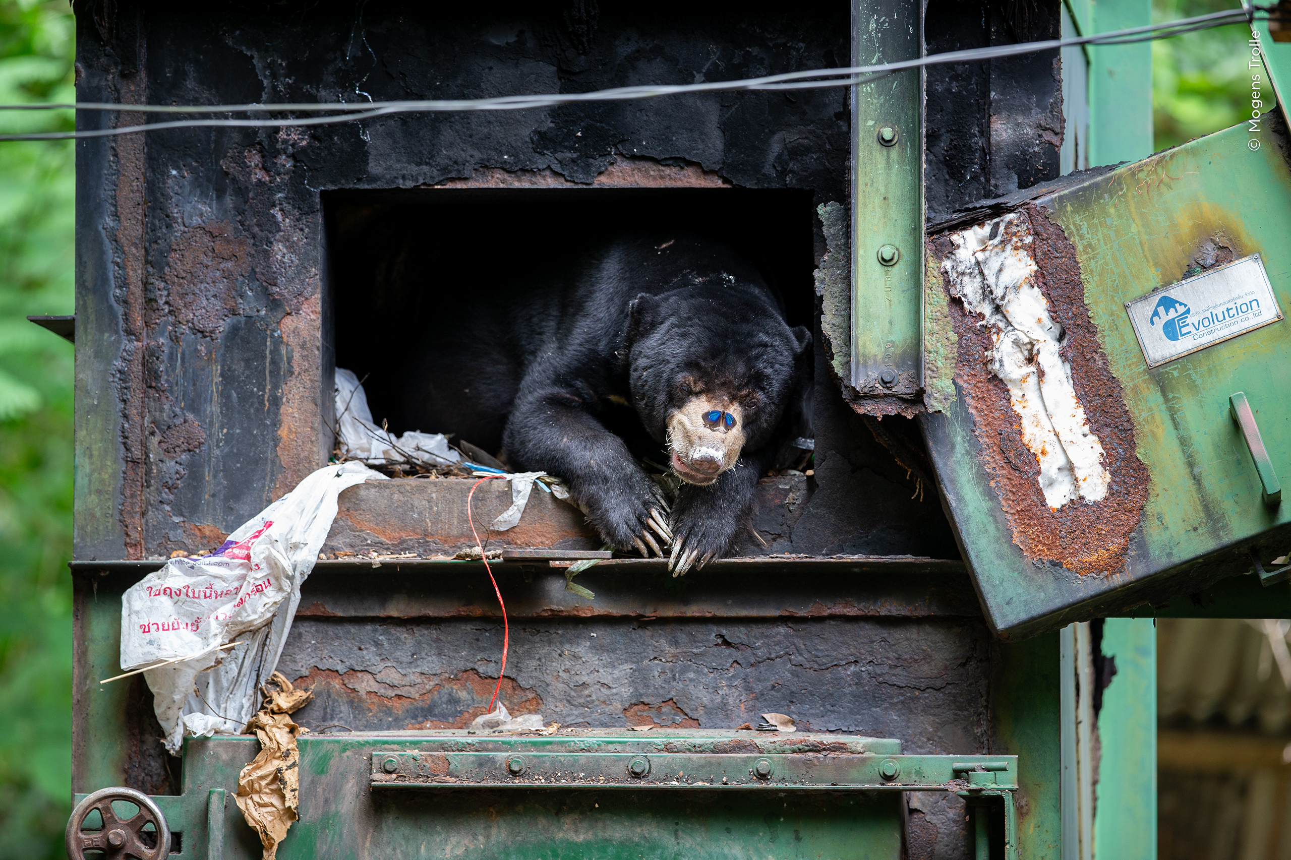 Un oso malayo se refugia de la lluvia en un horno mientras una mariposa se posa en su hocico. Mogens tomó esta imagen en el Parque Nacional Kaeng Krachan, Tailandia.