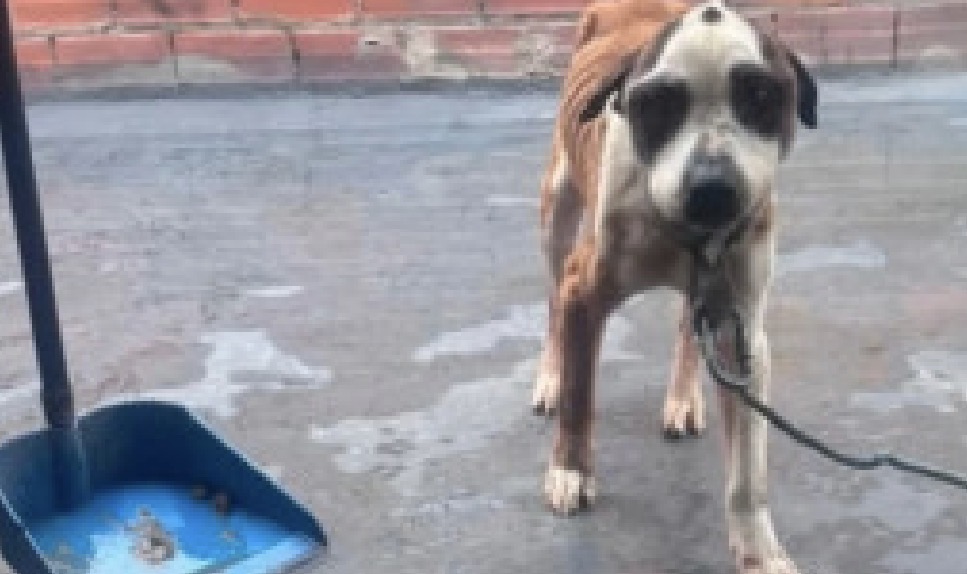 Rescatan a perro que vivía amarrado y en condiciones de maltrato en Rafael Uribe Uribe