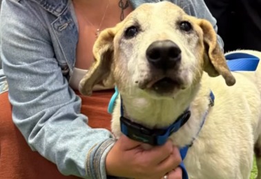 Adoptan a Masmelo, el perrito más viejo de una fundación: “tenía pocas posibilidades”