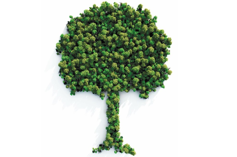Bosques, aliados para la reactivación económica en Colombia