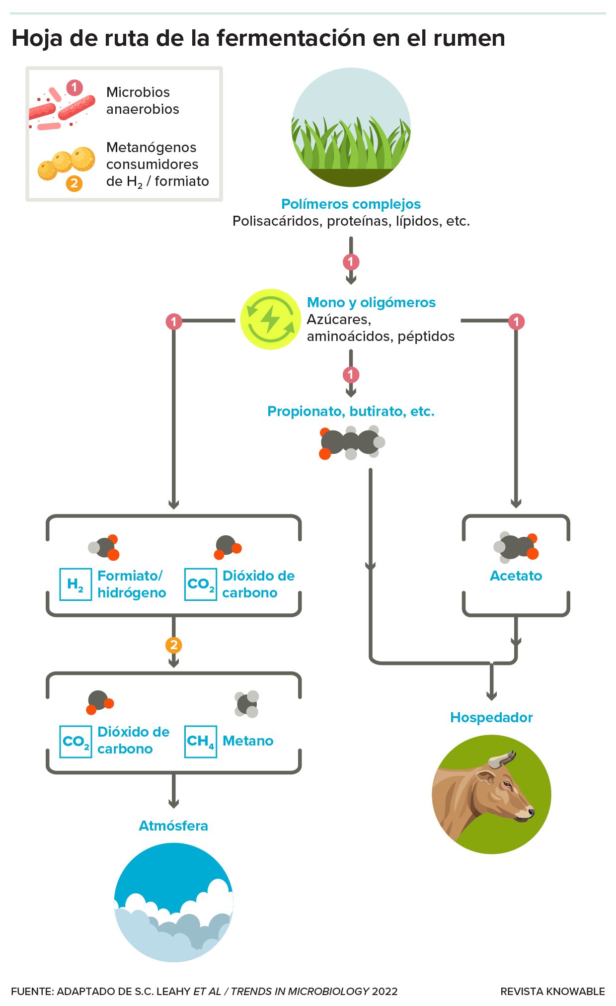 Los microbios del rumen descomponen las moléculas grandes —especialmente la celulosa— en subunidades más pequeñas. Algunas de ellas alimentan a la vaca, mientras que otras sirven de alimento a los microbios productores de metano, llamados metanógenos.
