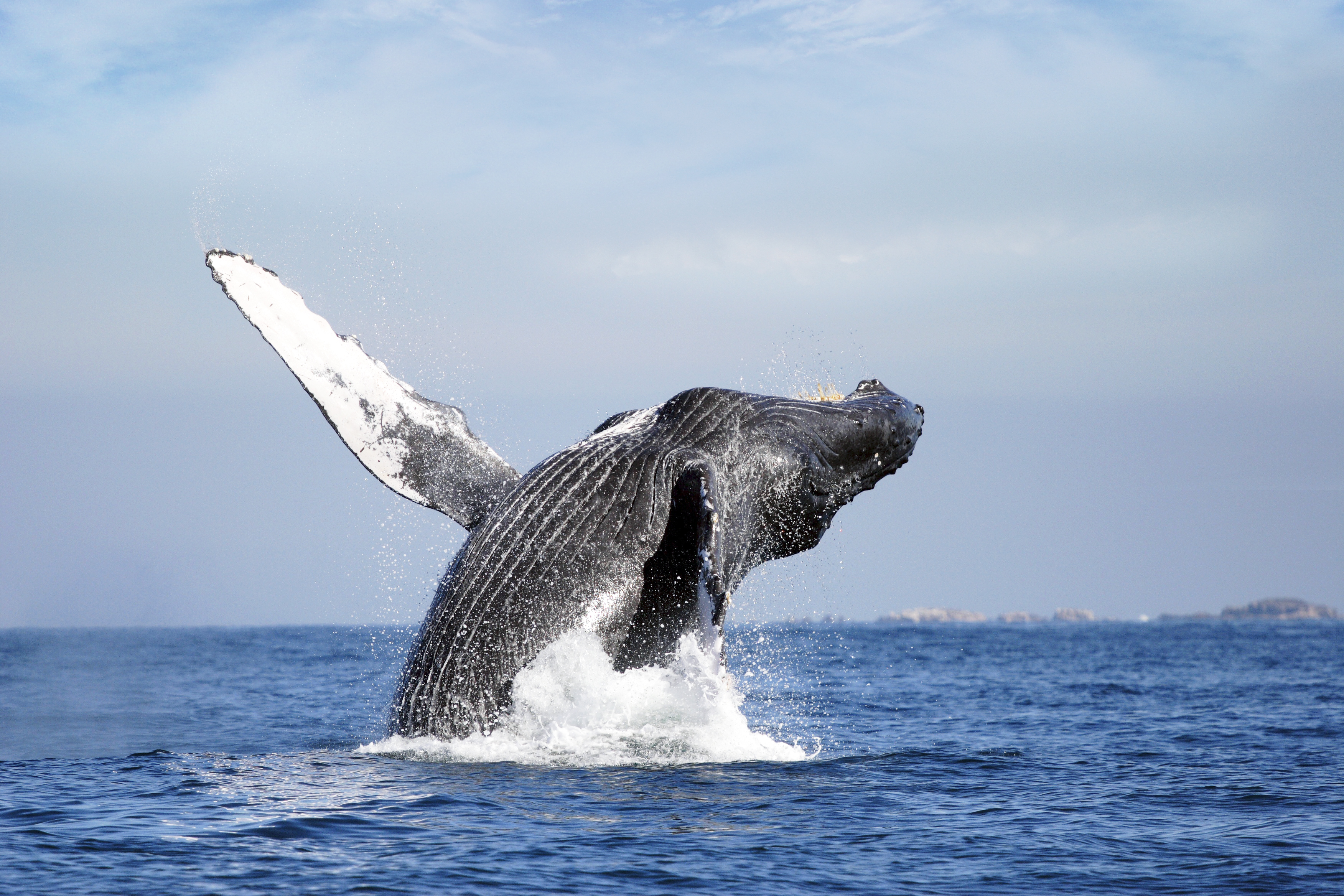 Conocer las ballenas de Bahía Solano: el sueño de 30 jóvenes de Soacha y Bogotá