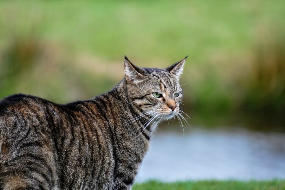 ¿Por qué Australia quiere exterminar a dos millones de gatos?