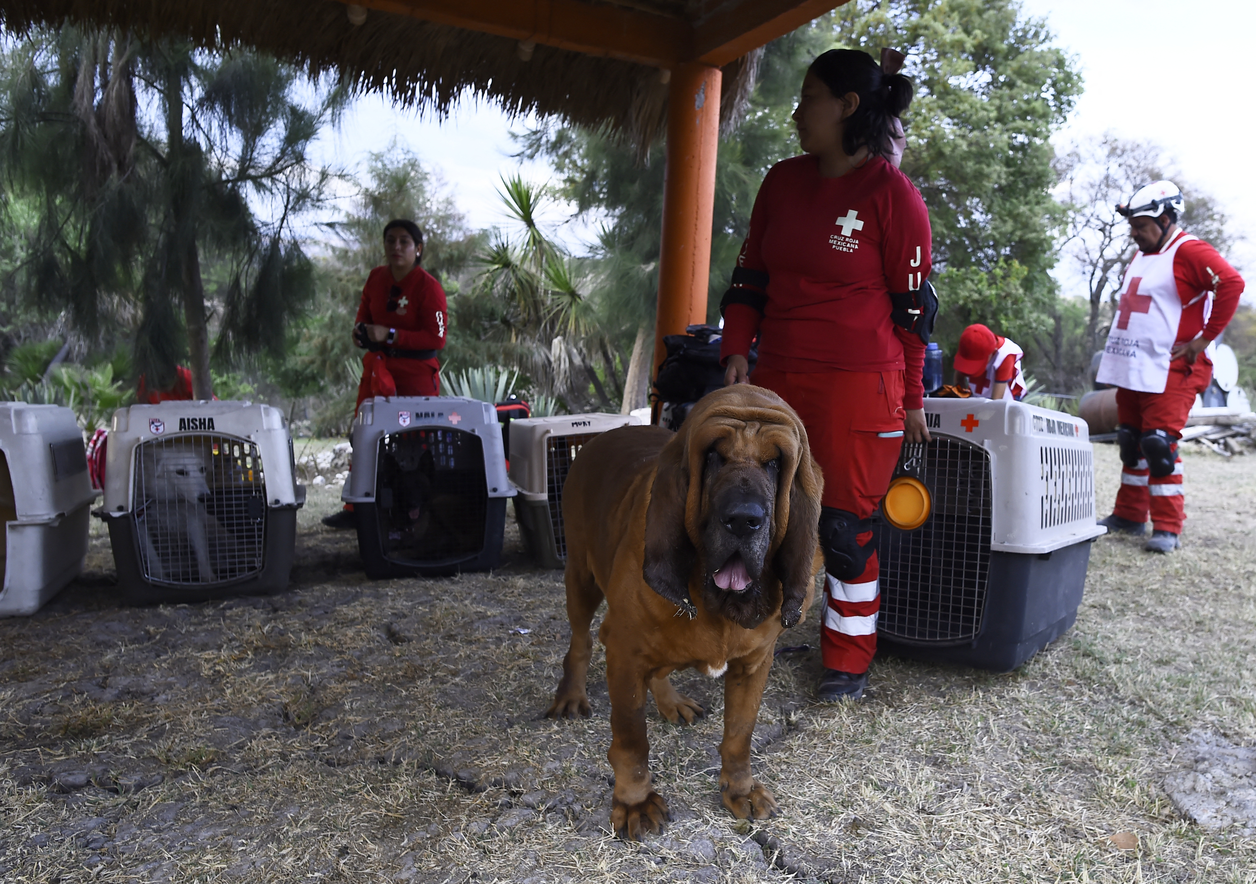 Perros mexicanos se entrenan para salvar vidas en todo el mundo