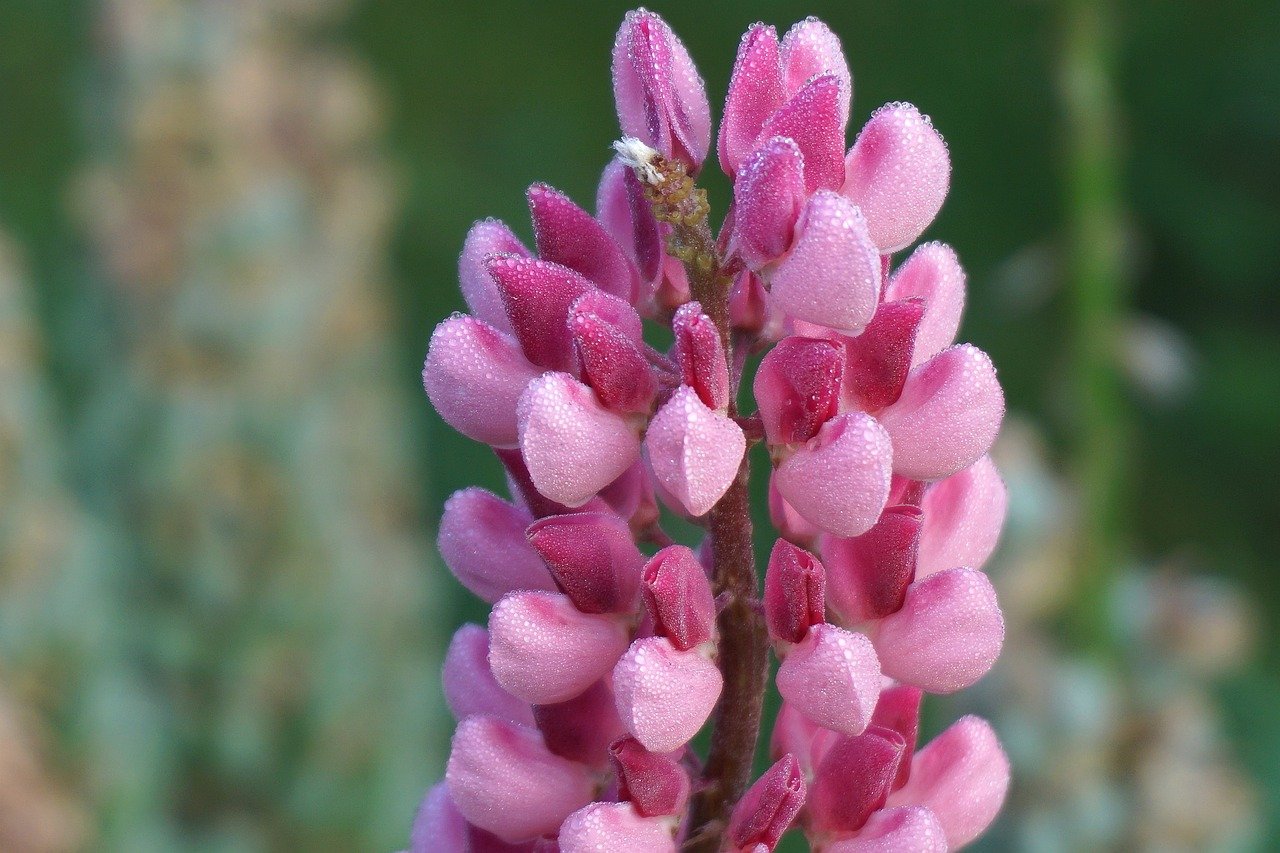 Altramuz: la planta que llena el jardín de color y florece dos veces al año