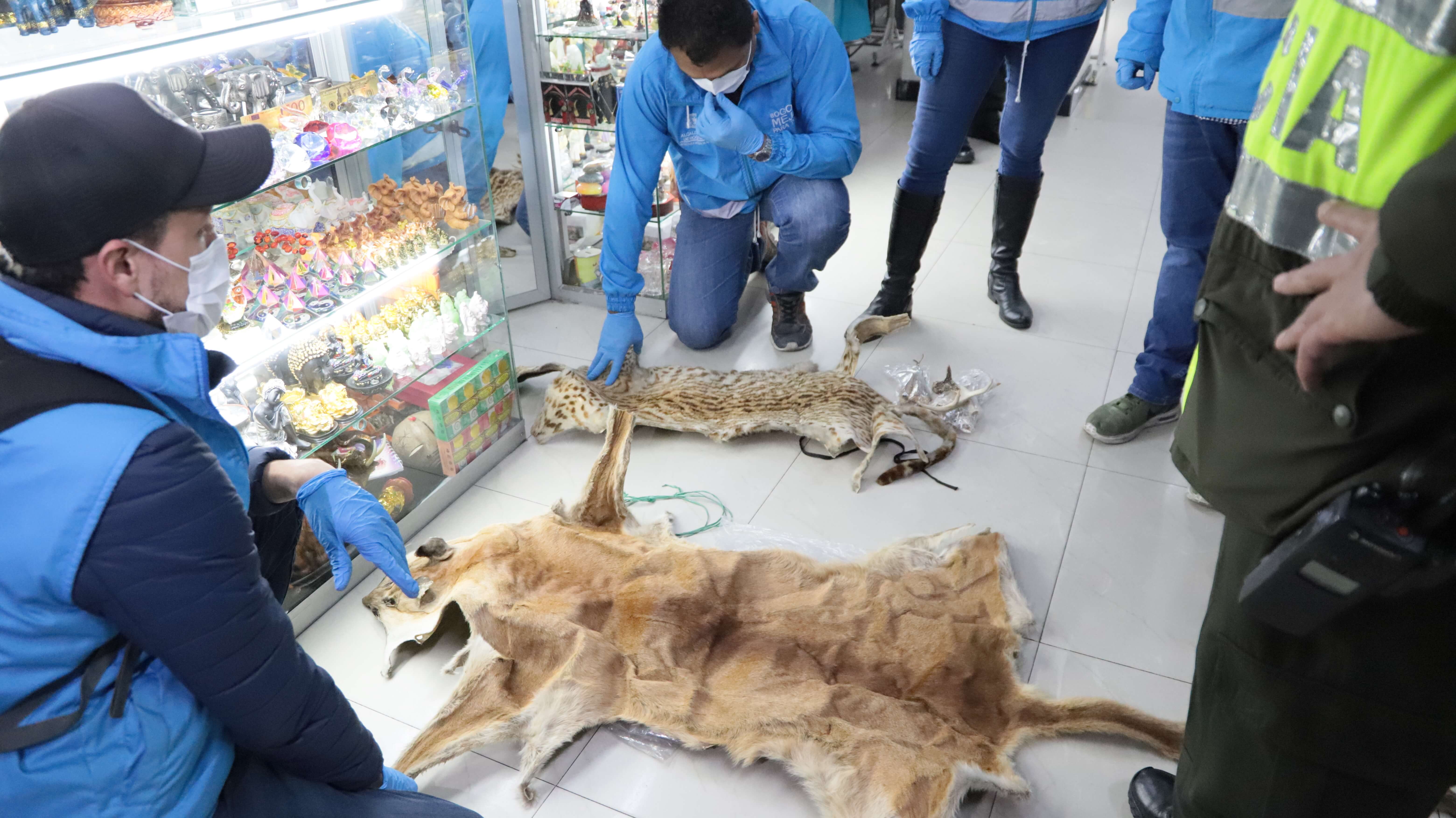 Más de 1.400 animales silvestres fueron sacrificados para elaborar productos de brujería en Bogotá