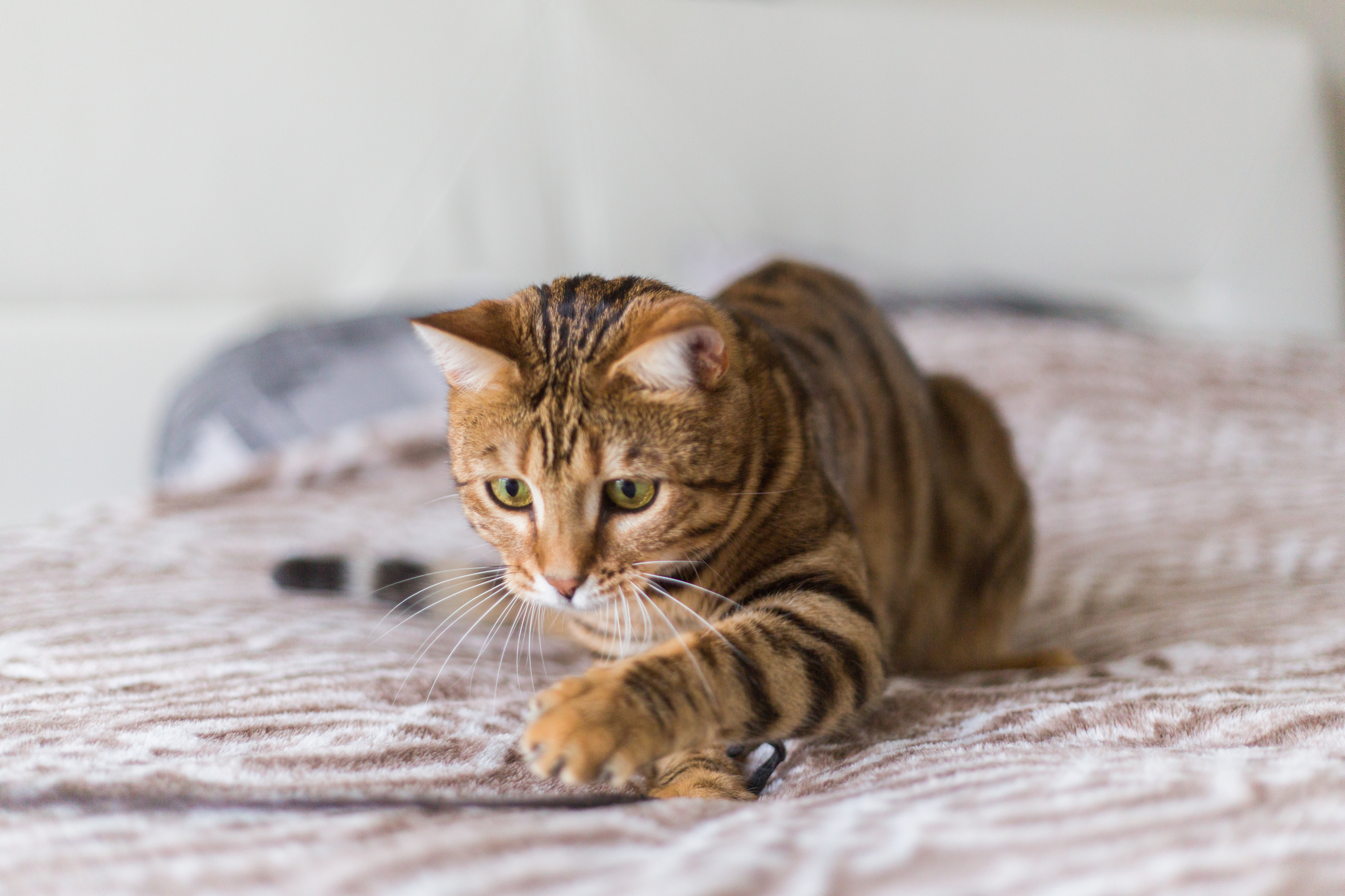 ¿Ha visto a su gato jugando solo?: experta explica qué hacer en estas situaciones