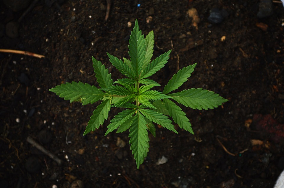 Sudáfrica despenaliza el consumo privado de cannabis