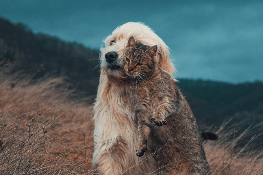 Lealtad animal: perro rescata a su amigo gato de un pozo profundo