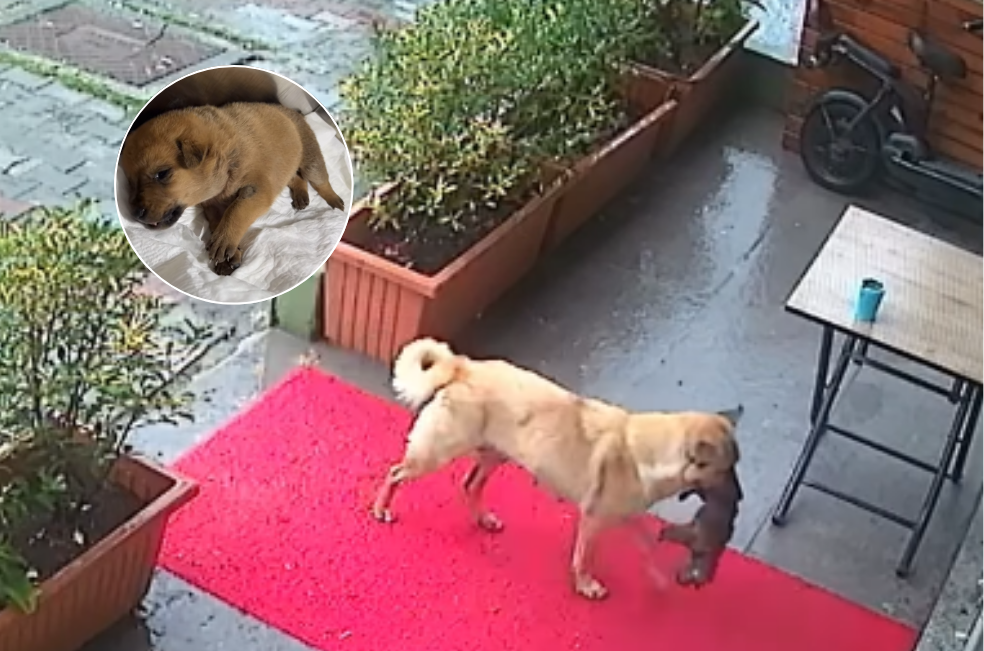 Video: Perra lleva a su cachorro moribundo a una veterinaria “para que lo ayuden”