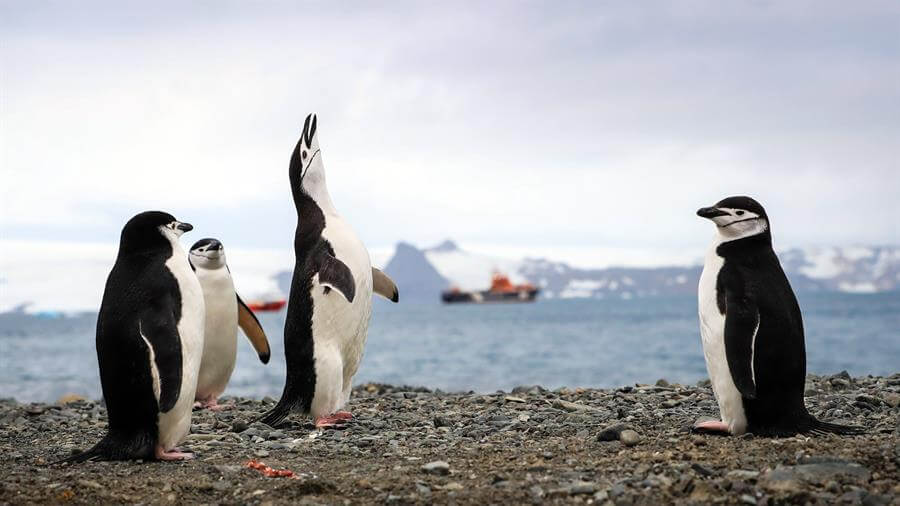Algunas poblaciones de pingüinos han descendido hasta un 77 % en los últimos 50 años