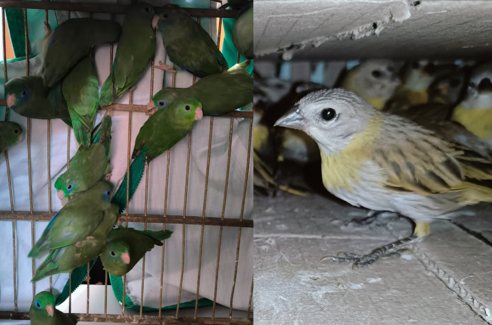 De vuelta a la libertad: rescatan a más de 90 aves en Sucre