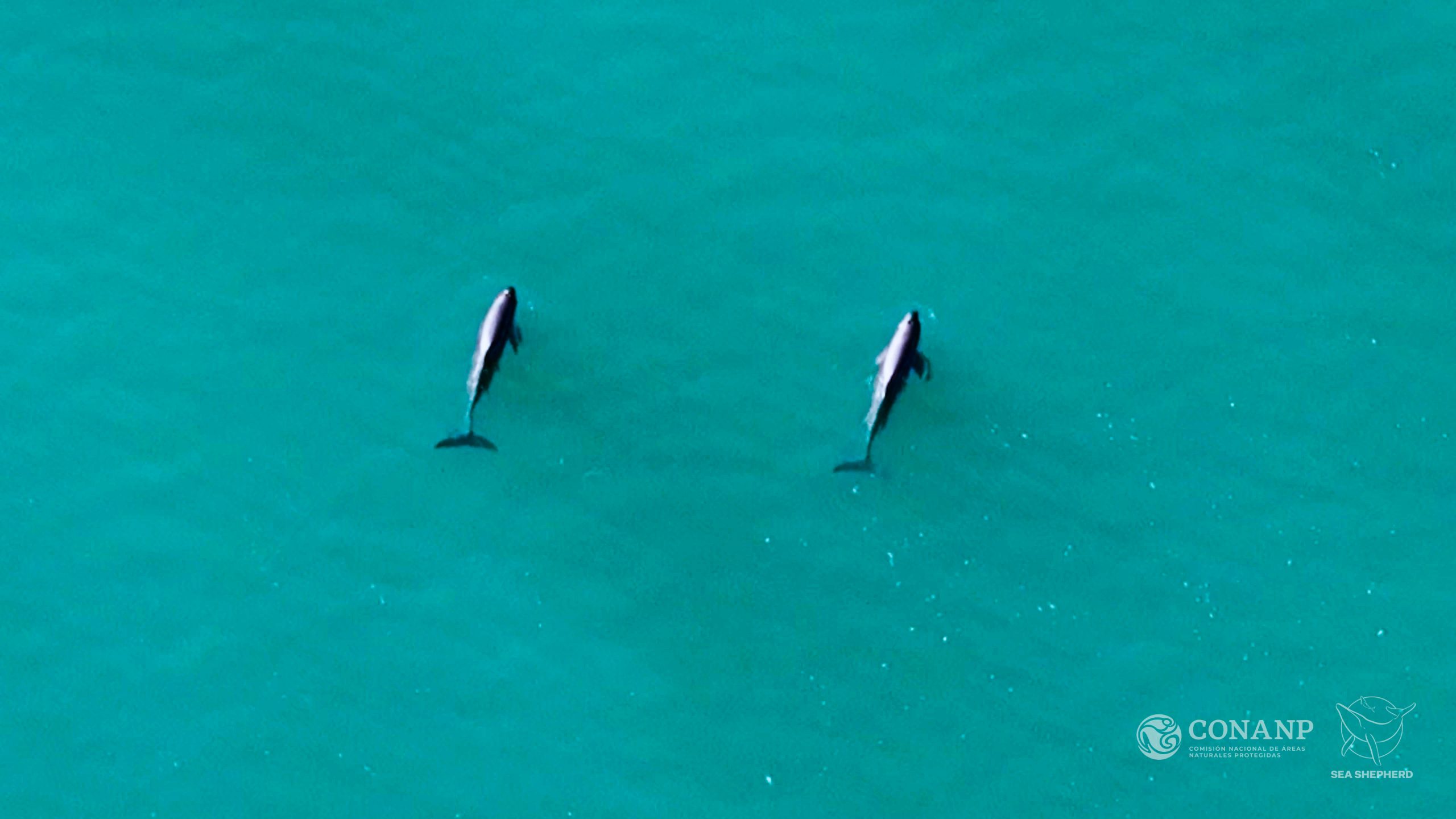Confirman nuevas crías de la vaquita marina, uno de los mamíferos en mayor peligro