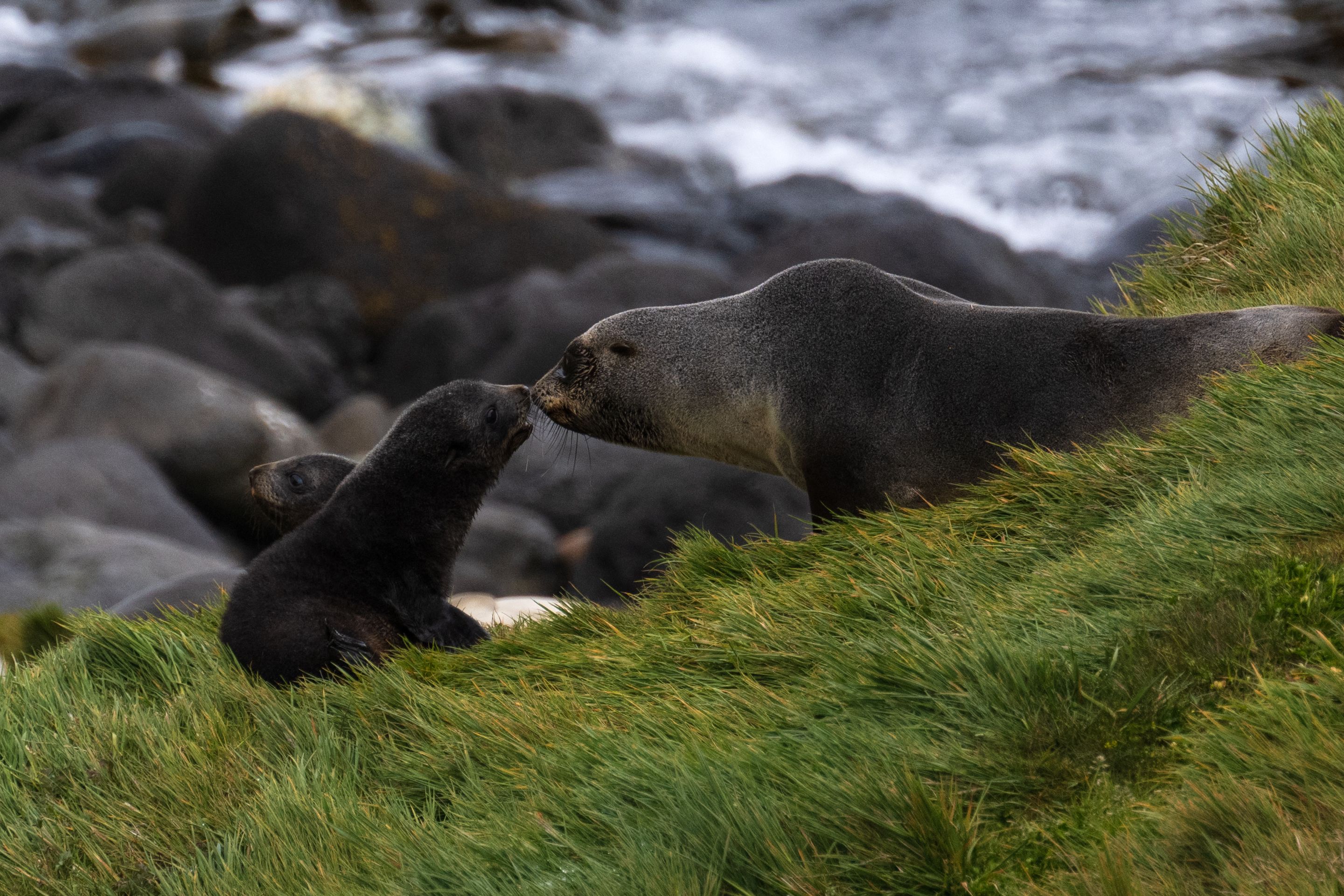 Islas Crozet, hogar del Pingüino Rey