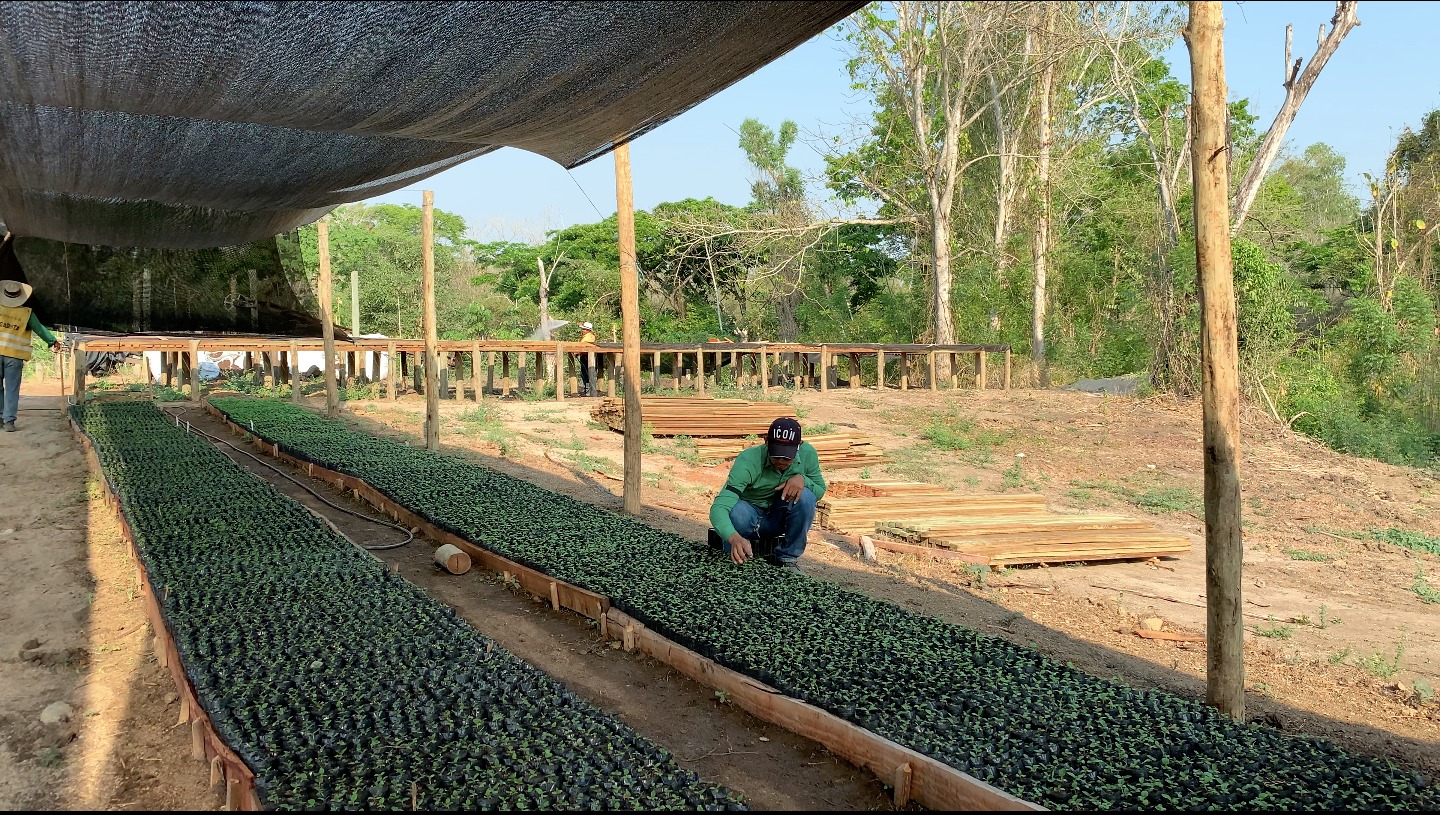 Sector privado y comunidades se unieron para restaurar el bosque seco tropical