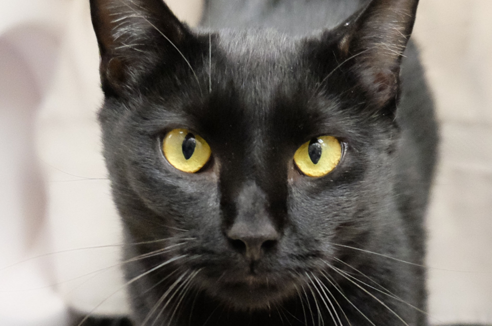 Gato que sobrevivió cinco meses solo regresa a su familia: esta es la historia de Shadow