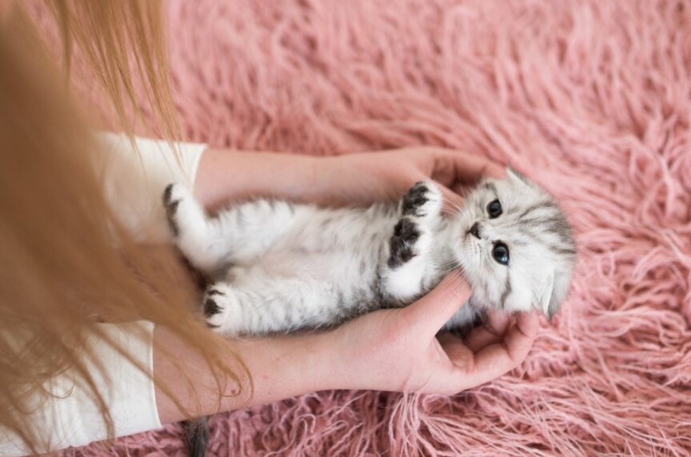 Esta es la edad en la que los gatos dejan de crecer
