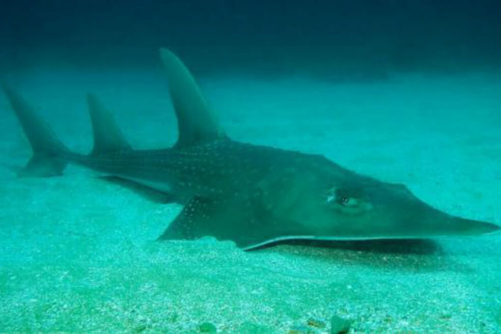 Un tipo de raya se convierte en el pez marino más amenazado del mundo