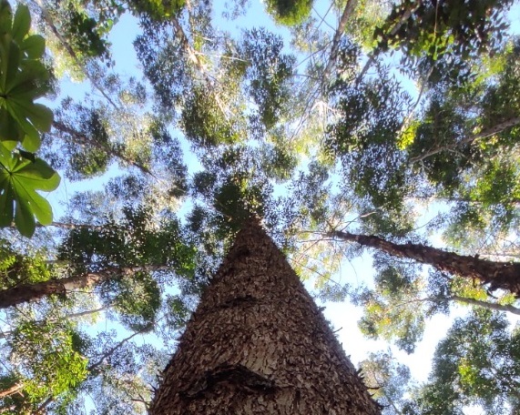Forestry Consulting Group es una organización que esta próxima a cumplir 10 años aportando al sector forestal en Colombia
