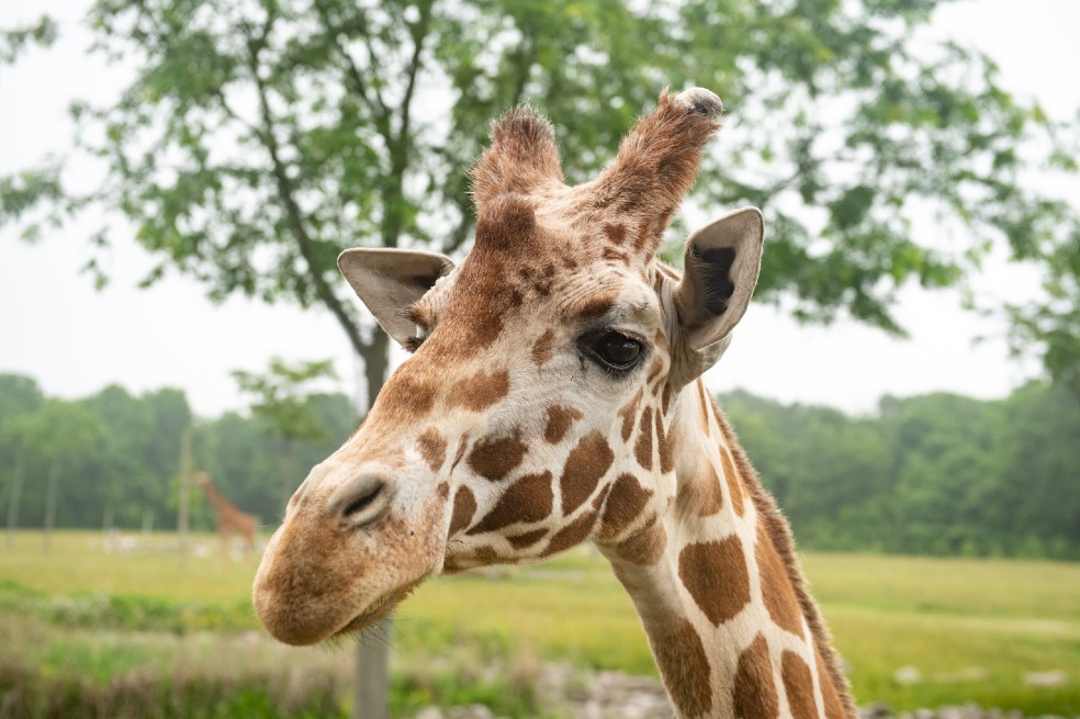 Sacrifican a Shaggy, una jirafa de 22 años, en un zoológico de Estados Unidos