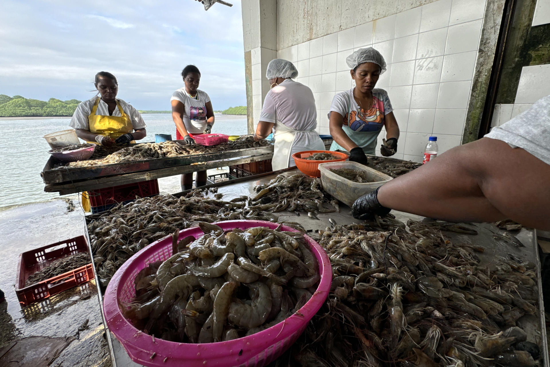 AME5008. TUMACO (COLOMBIA), 31/08/2025.- Fotografía del 22 de agosto de 2025 de mujeres de una empresa pesquera quitando la cáscara y cabeza de la pesca de camarones en una de las zonas costeras en Tumaco (Colombia). Las hermanas Jaqueline y Jessi Sevillano caminan por las calles de Tumaco, en la costa pacífica del suroeste de Colombia, con la sonrisa inigualable que da la firme convicción de que los emprendimientos también pueden cambiar el mundo. EFE/ Mario Baos
