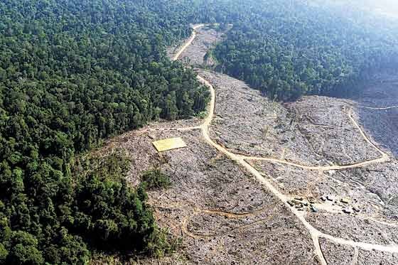 La deforestación también afecta otras regiones como la Amazonía. / Foto: Archivo.