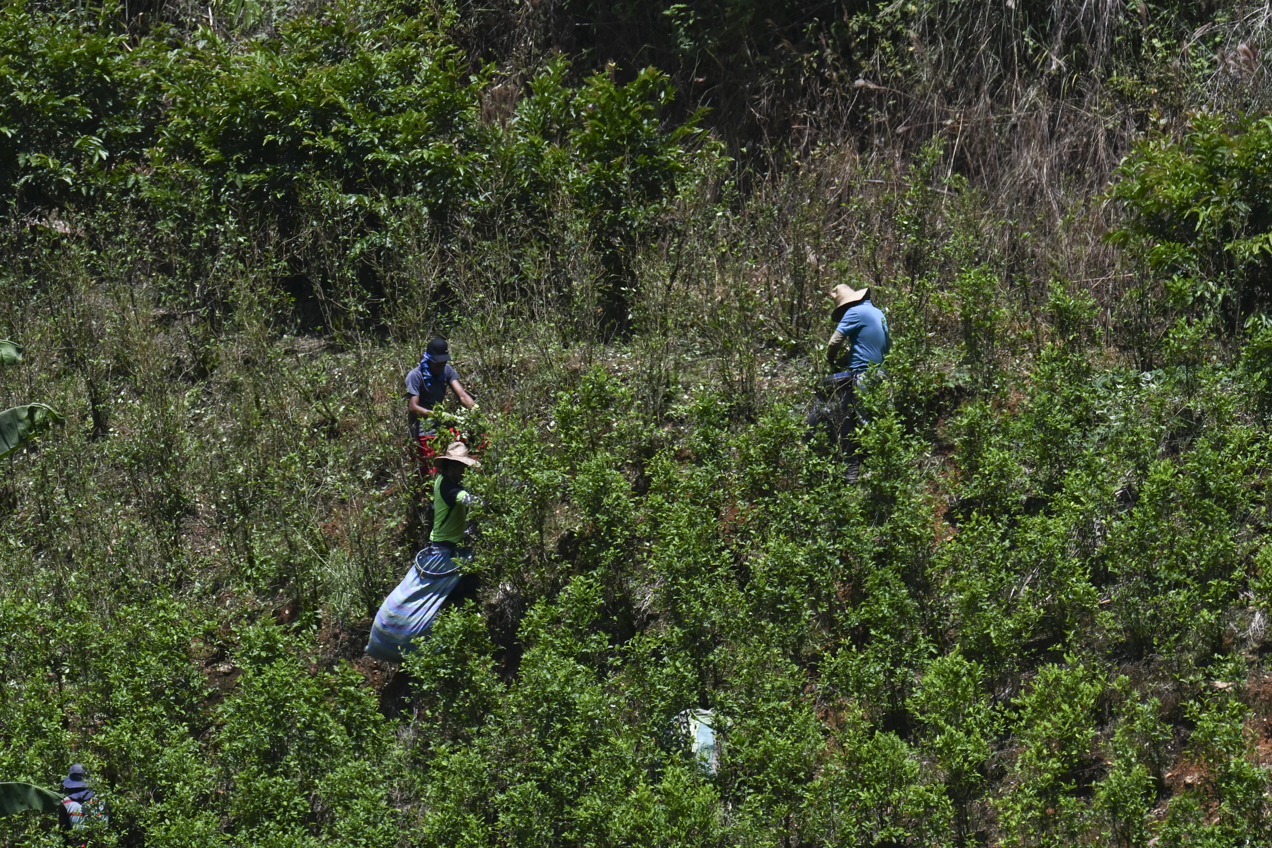 (FILES) Men work on a coca plantation in the Micay Valley (Canon del Micay) near El Plateado, Cauca department, Colombia on March 8, 2025.