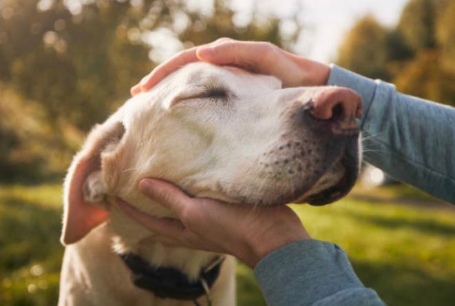 ¡Pilas! Estos son los vegetales que sí deberías darle a tus perros