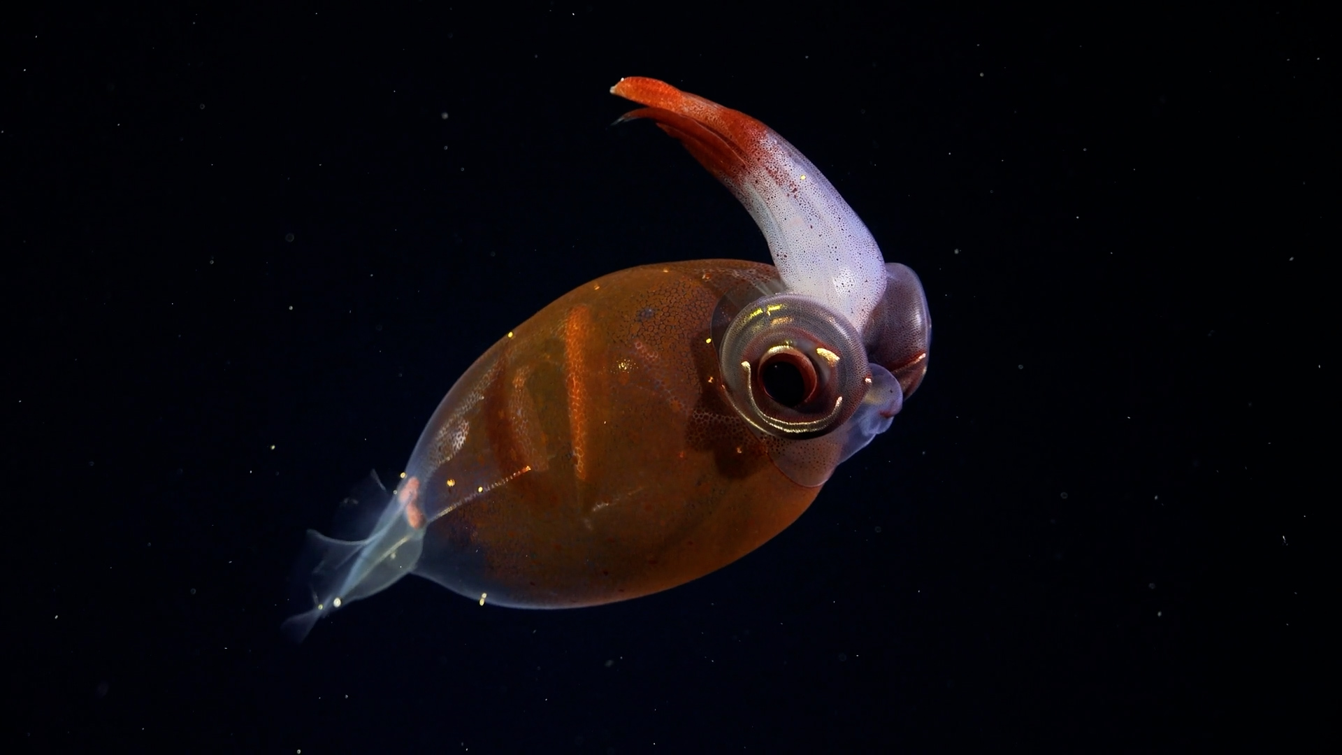 La expedición submarina al fondo del océano colombiano que tumbaron a último minuto