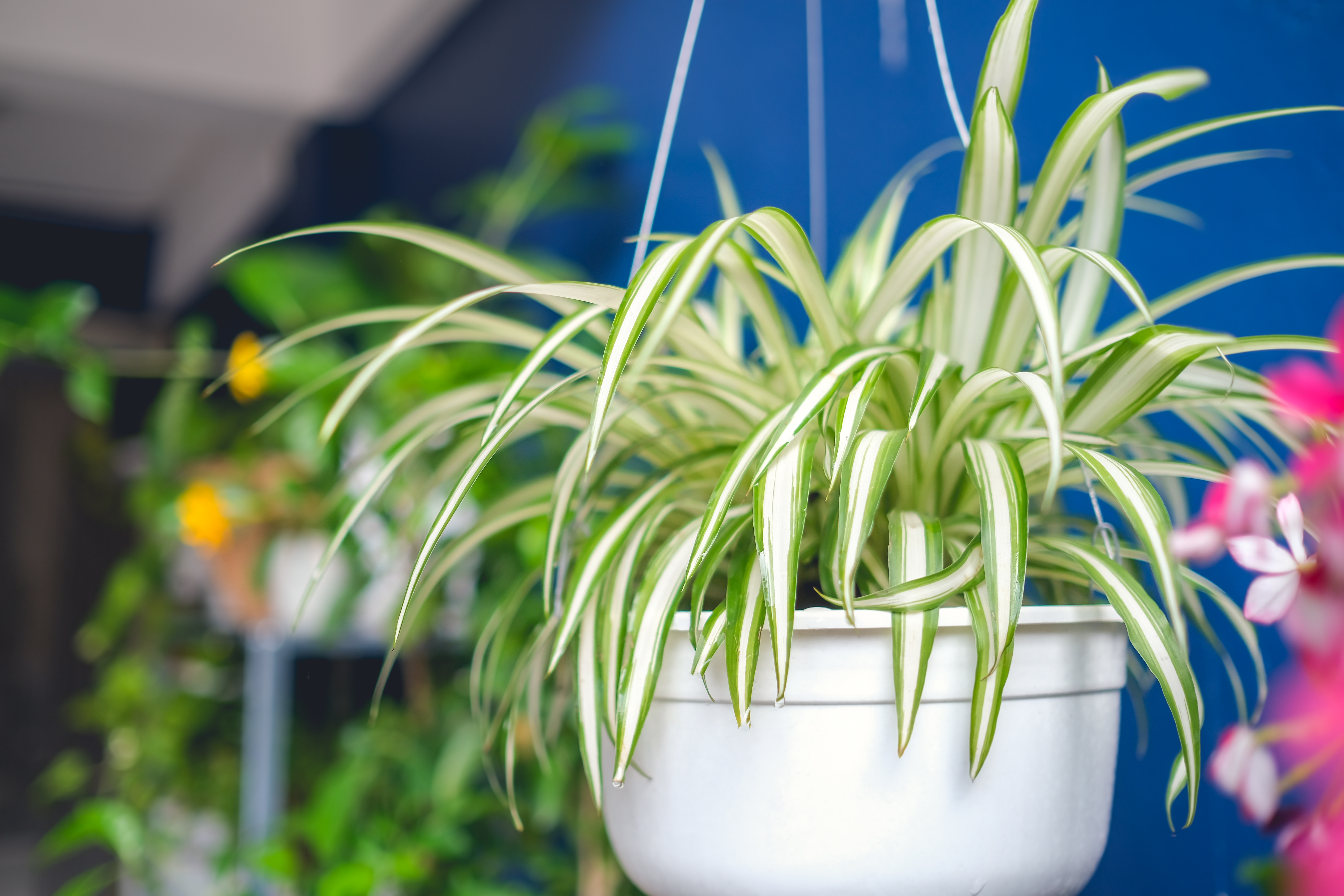 En imágenes: cinco plantas que en su nombre tienen la palabra “amor”