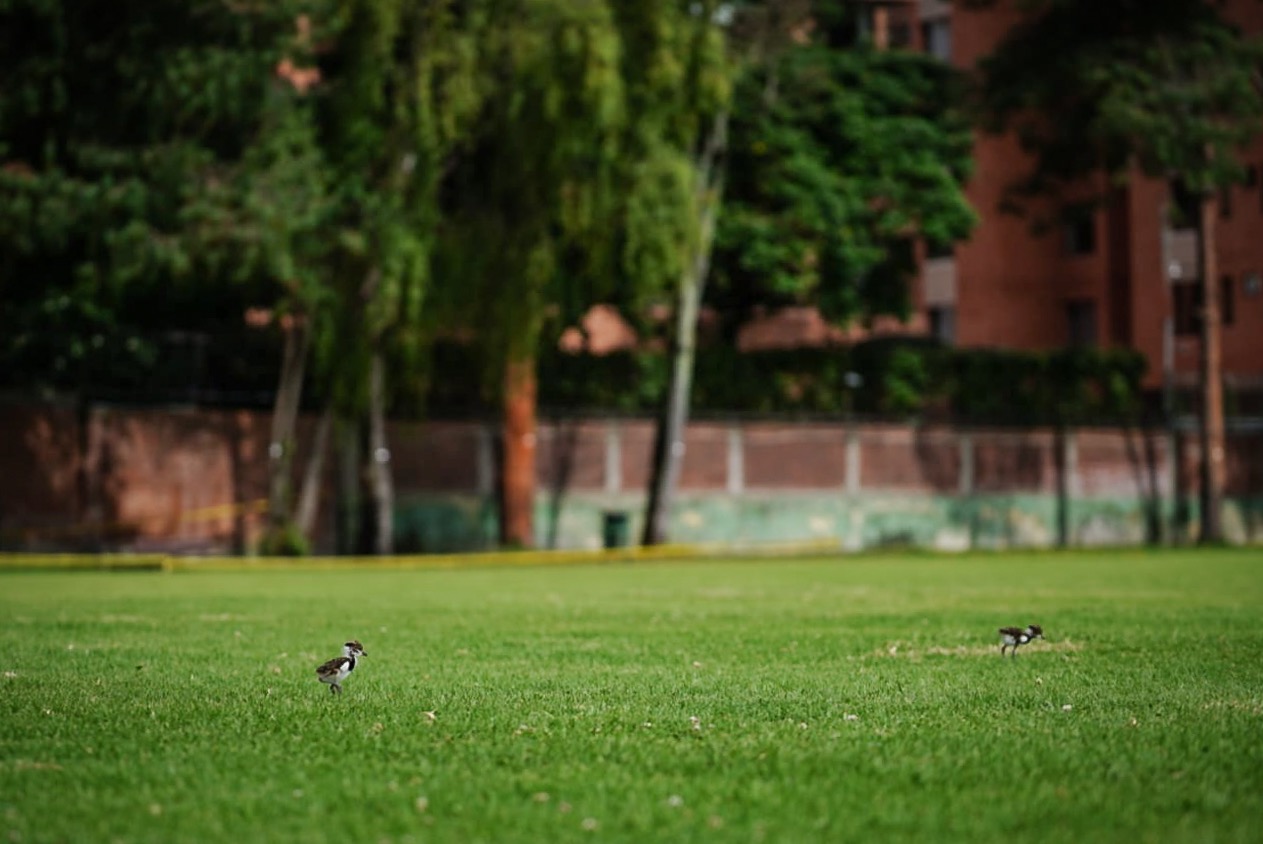 La estrategia que quiere que su barrio se convierta en un tesoro de biodiversidad