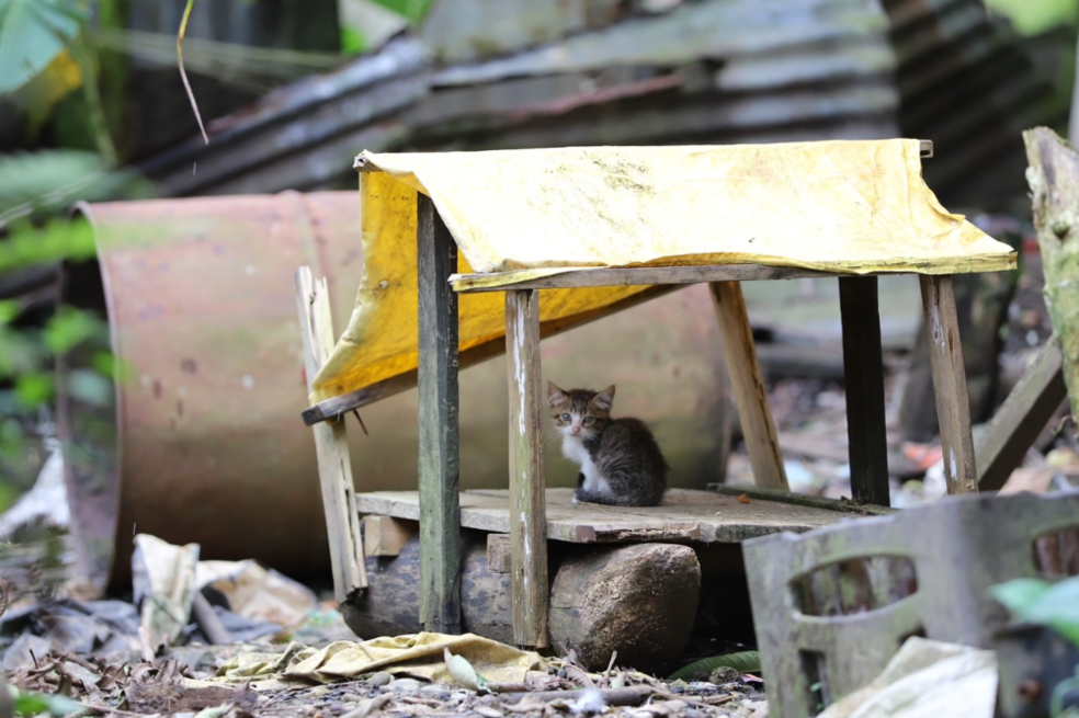 Animales víctimas del conflicto armado: mascotas abandonadas por guerra en Chocó