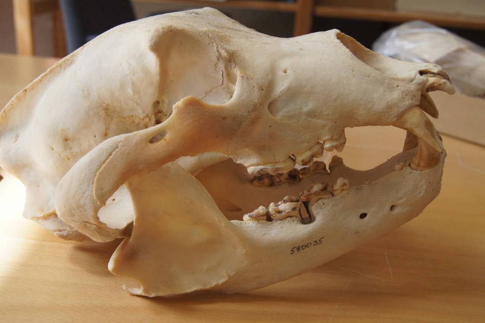 Fósiles de osos pardos cuentan la historia del uso de antibióticos en humanos