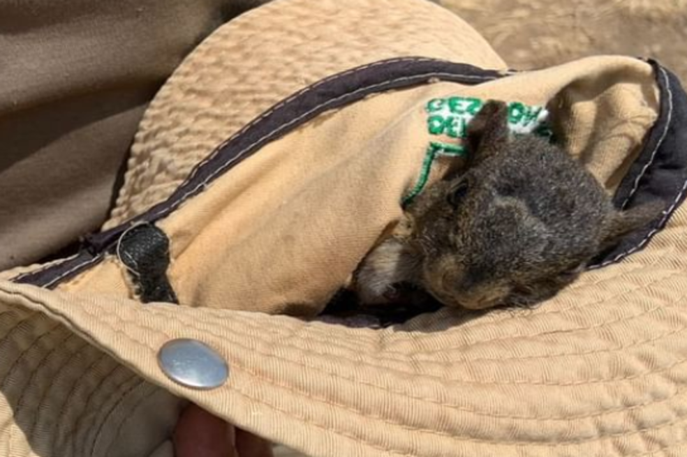 Animales silvestres se desplazan a la ciudad luego de incendio en cerros de Cali