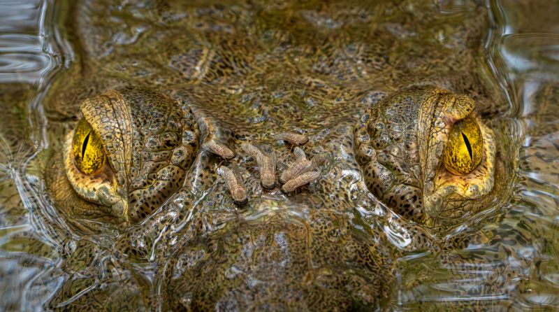 Las increíbles imágenes ganadoras de un concurso de fotografía de naturaleza