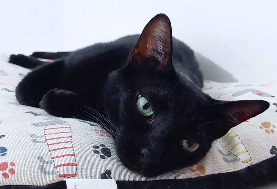 “Hemos tenido que volver por ti”: Bronte fue devuelta tras 11 días de su adopción