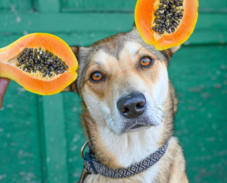 ¿Los perros y los gatos pueden comer papaya?