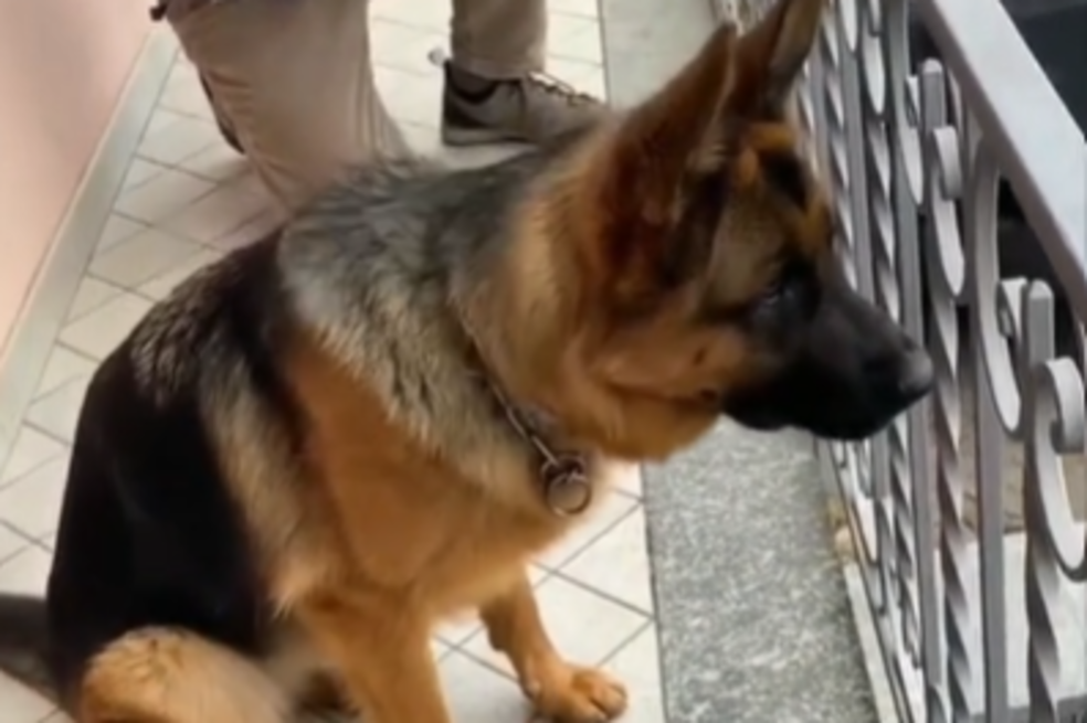 Video | Perro se reencuentra con su propietario después de no verlo por tres años