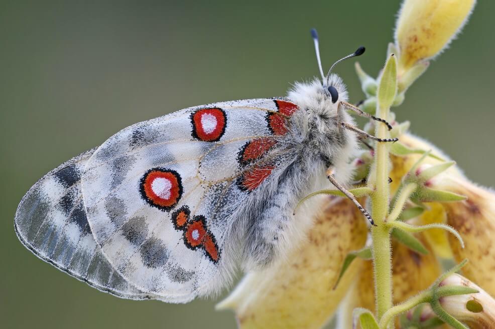 Conservar la naturaleza, una cuestión de supervivencia