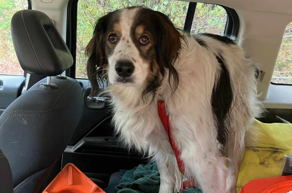 Ella es Gita, la valiente perrita que salvó la vida de un adulto mayor