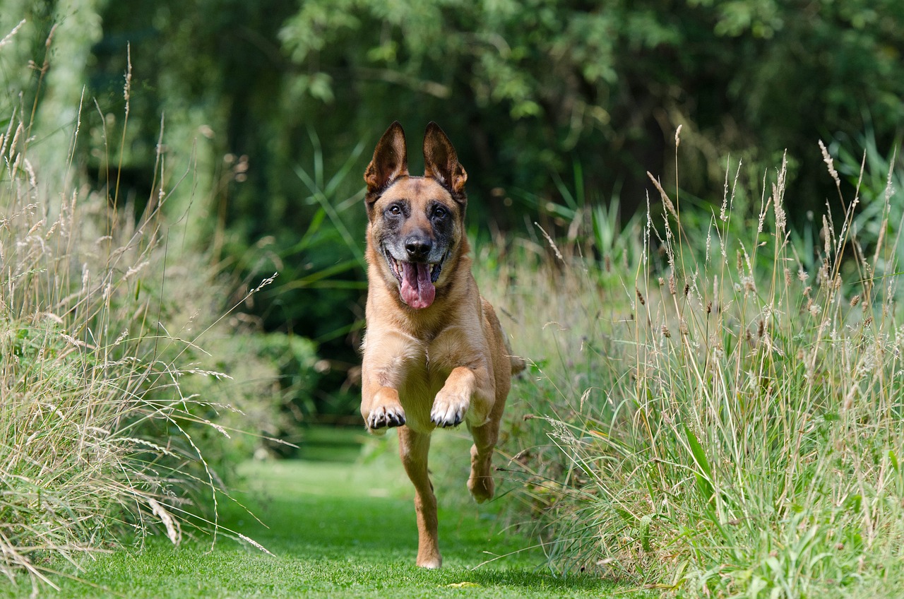 ¿Por qué los perros comen pasto? Aquí las principales razones