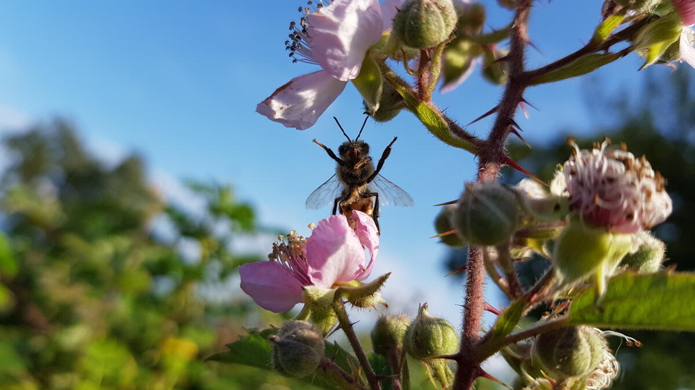 Abejas y osos de anteojos, claves en la biodiversidad del planeta