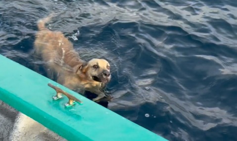 Salieron a pescar y terminaron rescatando a un perro que nadaba a 1,6 kilómetros de la costa