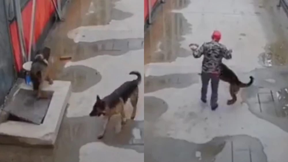 Video: perro pide ayuda a un humano para salvar a otro perro que cayó en un hueco