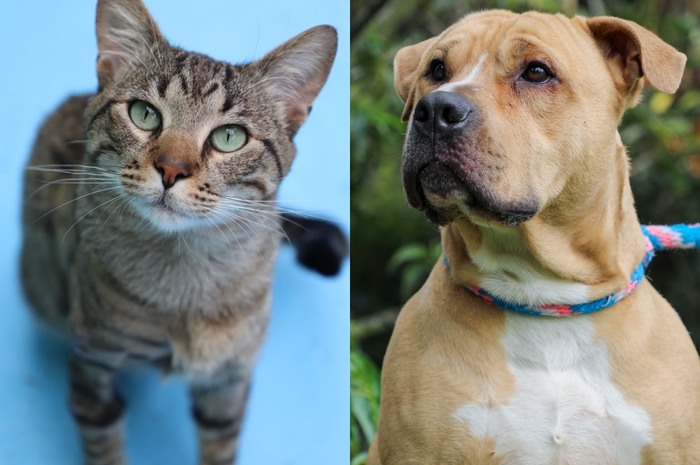 ¿Quiere adoptar un perro o gato en Bogotá? Estos animales buscan una familia